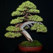 Chinese Juniper (Juniperus Chinensis) 10 seeds