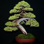 Chinese Juniper (Juniperus Chinensis) 20 seeds