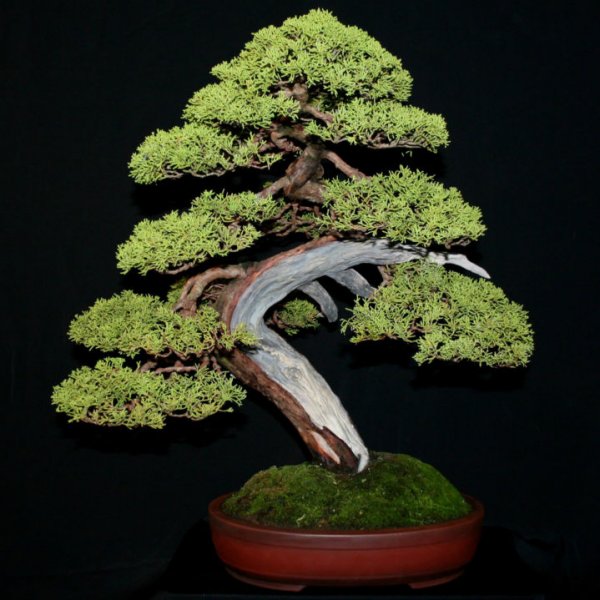 CHINESE JUNIPER Juniperus chinensis BONSAI 50 seeds