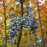 Chinese Lacquer Tree (Toxicodendron Vernicifluum) 25 seeds