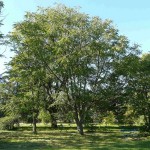Chinese Lacquer Tree (Toxicodendron Vernicifluum) 10 seeds