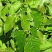 Chinese Lacquer Tree (Toxicodendron Vernicifluum) 25 seeds