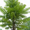 Chinese Mahogany (Toona Sinensis) 25+ seeds