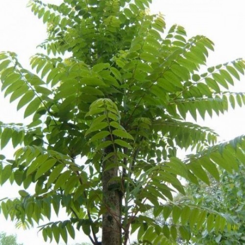 Chinese Mahogany (Toona / Cedrela Sinensis) 15 seeds