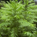 Chinese Mahogany (Toona Sinensis) 50+ seeds