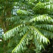 Chinese Mahogany (Toona / Cedrela Sinensis) 15 seeds