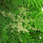 Chinese Mahogany (Toona / Cedrela Sinensis) 30 seeds