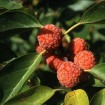 Chinese Mulberry (Maclura / Cudrania Tricuspidata) 10 seeds