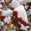 Chinese Mulberry (Maclura / Cudrania Tricuspidata) 40 seeds