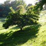 Chinese Mulberry (Maclura / Cudrania Tricuspidata) 20 seeds