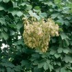 Chinese Parasol Tree (Firmiana Simplex) 5 seeds