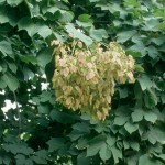 Chinese Parasol Tree (Firmiana Simplex) 5 seeds