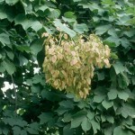 Chinese Parasol Tree (Firmiana Simplex) 10 seeds