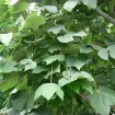 Chinese Parasol Tree (Firmiana Simplex) 10 seeds