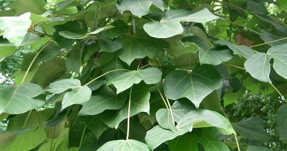 Buy Chinese Parasol Tree (Firmiana Simplex) 10+ seeds online Seeds