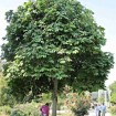 Chinese Parasol Tree (Firmiana Simplex) 5 seeds