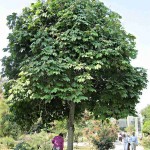 Chinese Parasol Tree (Firmiana Simplex) 10 seeds