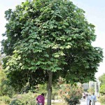 Chinese Parasol Tree (Firmiana Simplex) 10 seeds