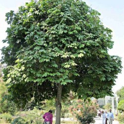 Chinese Parasol Tree (Firmiana Simplex) 5 seeds