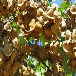 Chinese Parasol Tree (Firmiana Simplex) 5 seeds