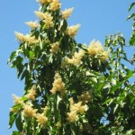 Chinese Pearlbloom (Poliothyrsis Sinensis) 15 seeds