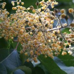 Chinese Pearlbloom (Poliothyrsis Sinensis) 25 seeds