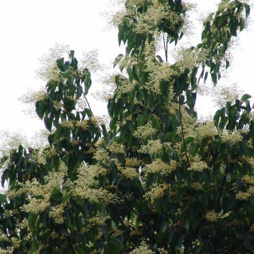 Chinese Pearlbloom (Poliothyrsis Sinensis) 15 seeds