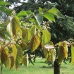 Chinese Pearlbloom (Poliothyrsis Sinensis) 25 seeds