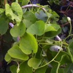 Chinese Pipe Tree (Aristolochia Debilis) 10 seeds