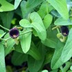 Chinese Pipe Tree (Aristolochia Debilis) 20 seeds