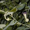 Chinese Pipe Tree (Aristolochia Debilis) 10 seeds