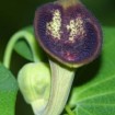 Chinese Pipe Tree (Aristolochia Debilis) 10 seeds