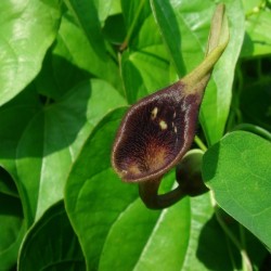 Chinese Pipe Tree (Aristolochia Debilis) 20 seeds