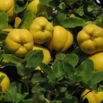 Chinese Quince (Chaenomeles Sinensis) 5 seeds