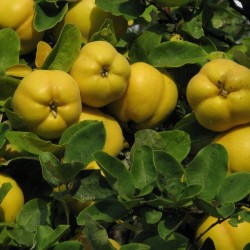 Chinese Quince (Chaenomeles Sinensis) 15 seeds