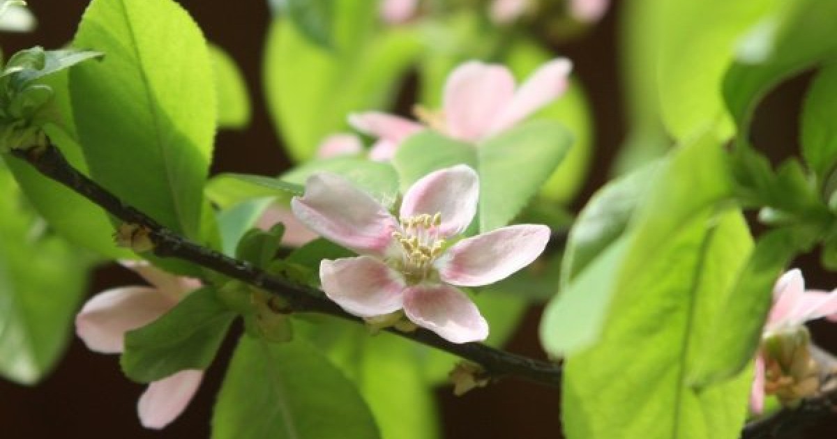 Chinese Quince (Chaenomeles Sinensis) 5 seeds