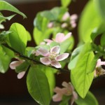 Chinese Quince (Chaenomeles Sinensis) 45 seeds