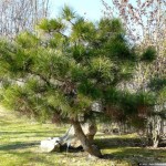 Chinese Red Pine (Pinus Tabuliformis) 10 seeds