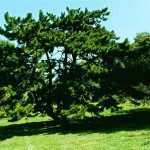 Chinese Red Pine (Pinus Tabuliformis) 5 seeds
