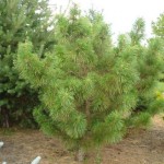 Chinese Red Pine (Pinus Tabuliformis) 10 seeds