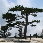 Chinese Red Pine (Pinus Tabuliformis) 10 seeds