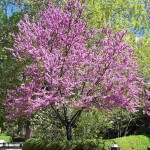 Chinese Redbud (Cercis Chinensis) 20 seeds