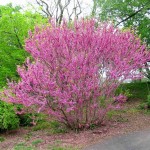 Chinese Redbud (Cercis Chinensis) 10 seeds