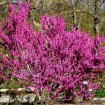 Chinese Redbud (Cercis Chinensis) 5 seeds
