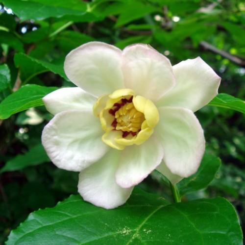 Chinese Sweetshrub (Calycanthus Chinensis) 5 seeds