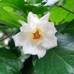 Chinese Sweetshrub (Calycanthus Chinensis) 5 seeds