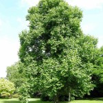 Chinese Tulip Poplar (Liriodendron Chinense) 10 seeds