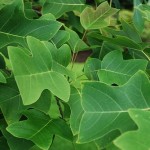 Chinese Tulip Poplar (Liriodendron Chinense) 10 seeds