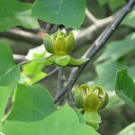 Chinese Tulip Poplar (Liriodendron Chinense) 10 seeds