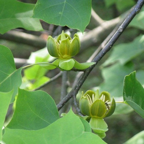 Chinese Tulip Poplar (Liriodendron Chinense) 25 seeds